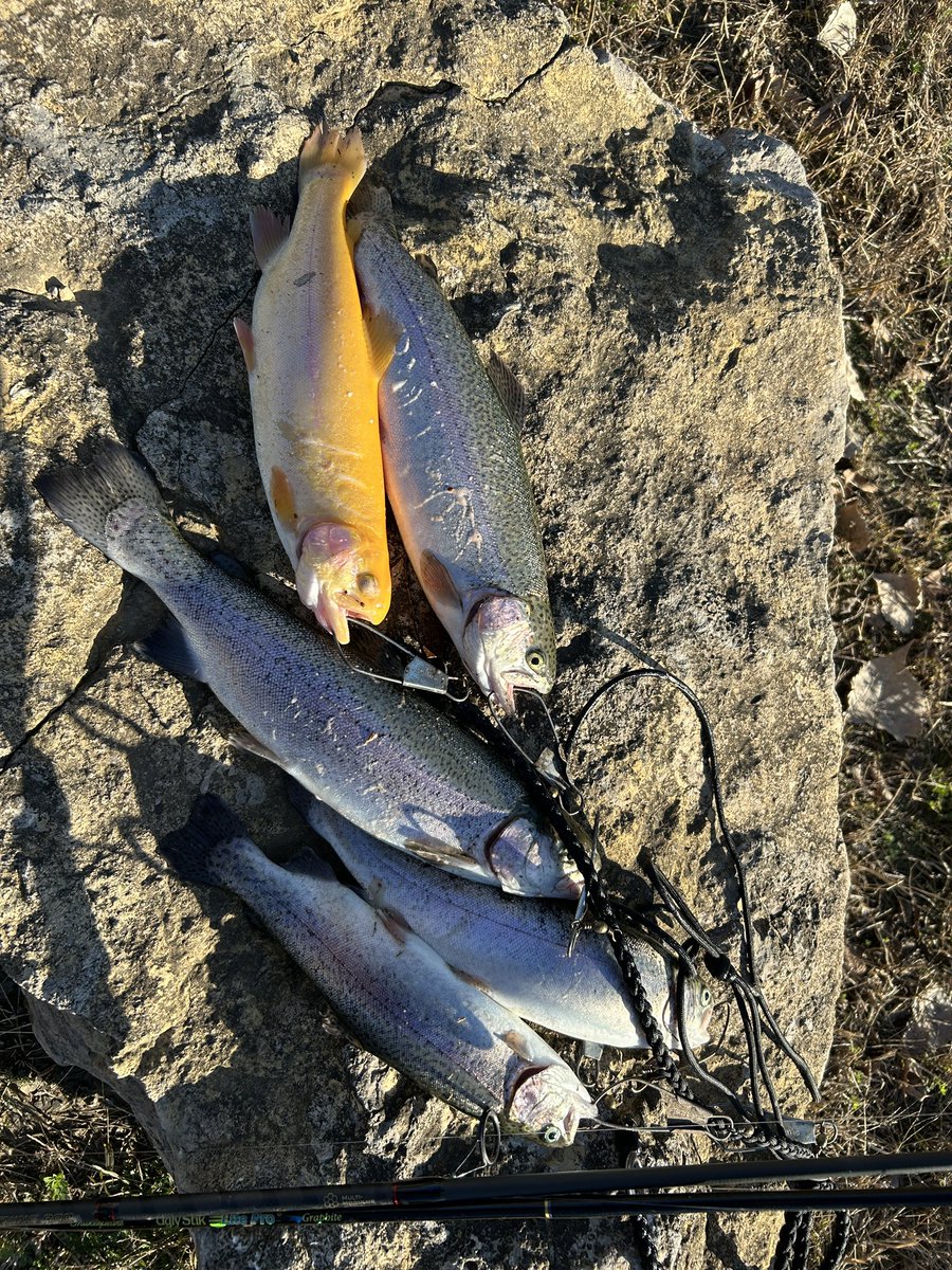 Chad001984's tweet photo. Trout fishing this morning. 
Caught a rare “Goldie “,  albino rainbow https://t.co/wlj0ZexWeE