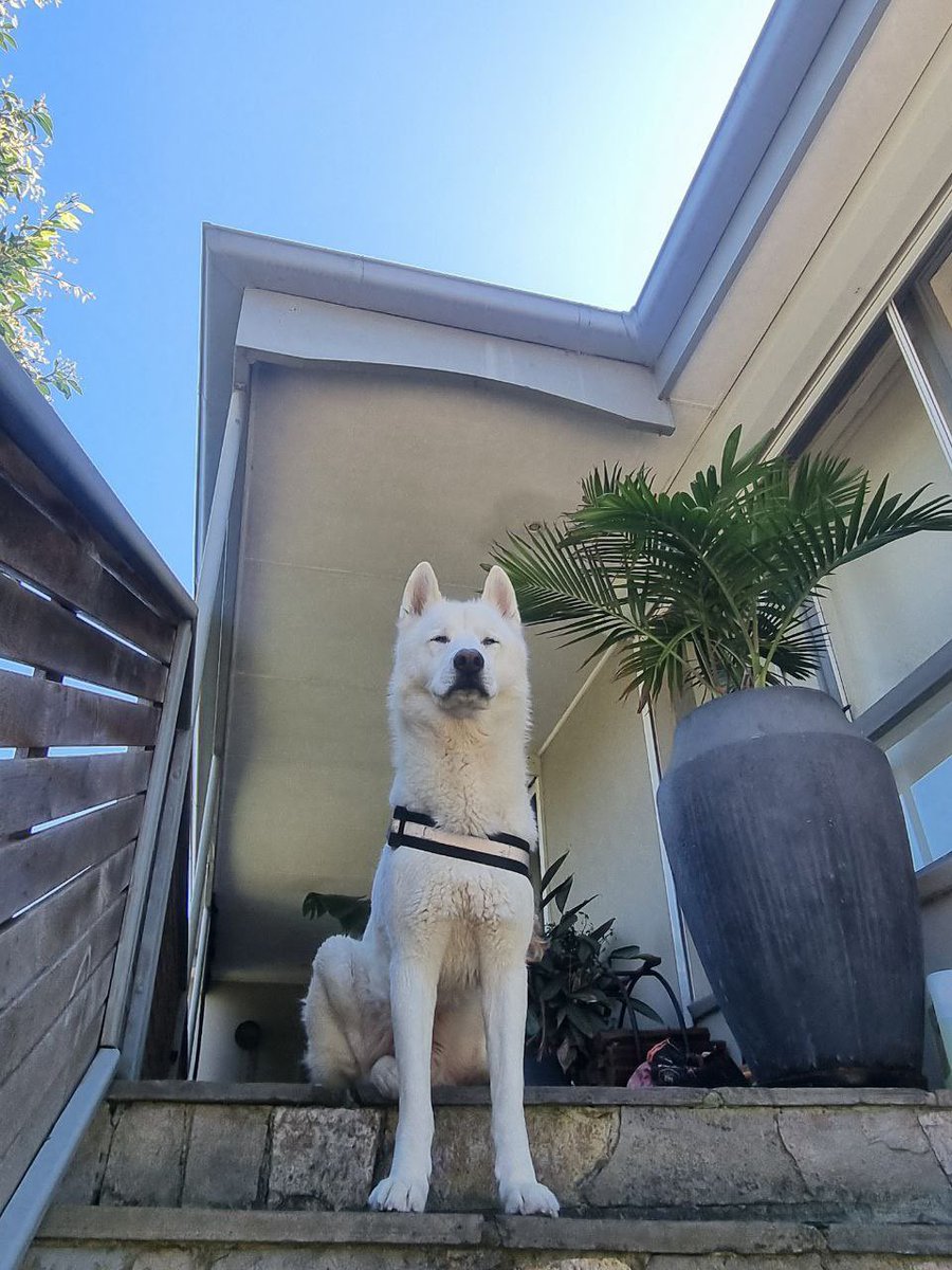 @ImCryptoMessiah $POLAR
Crypto Messiah 
This is a mean coin that has meaning 
For the dogs and animals that are going through pain 
We are at a low market cap around 330,000 all-time high 1.3 million 
Community is extremely strong for being in two days old