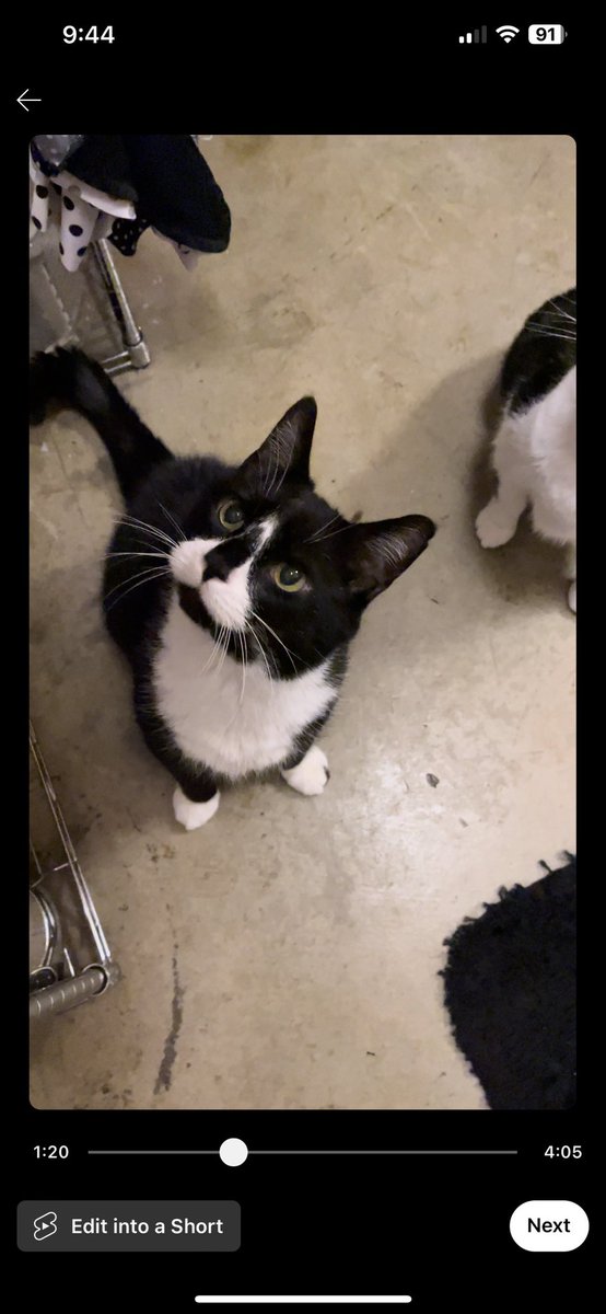 CatvideosJTB's tweet photo. #CatsOfX
#MeowMonday
#Purrfection
#CatLoversUnite
#FelineFriends
#WhiskerGoals
#TuxedoCats
#BlackAndWhiteCats
#CatsofClapper
#PurrMachine
#FurryCompanions
#CatsOfTheDay
#FelineFeatures
#KittyAdventures
#CatInfluencer
#PetContent
#FluffyCats
#CatObsessed
#XForCats
#SoxAndOreo https://t.co/erR6HaRIQM