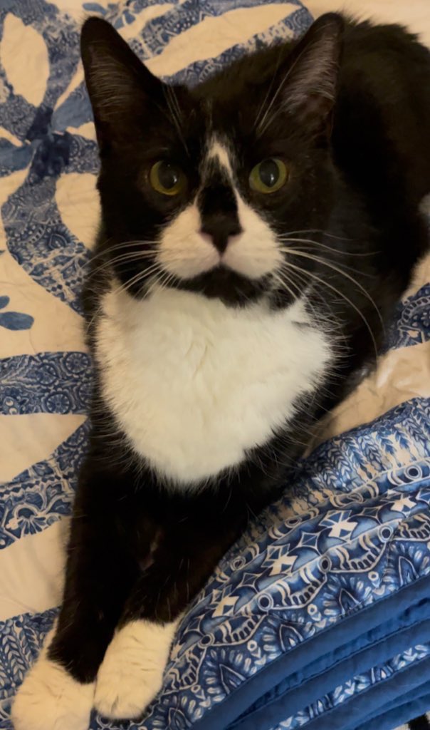 CatvideosJTB's tweet photo. #CatsOfX
#MeowMonday
#Purrfection
#CatLoversUnite
#FelineFriends
#WhiskerGoals
#TuxedoCats
#BlackAndWhiteCats
#CatsofClapper
#PurrMachine
#FurryCompanions
#CatsOfTheDay
#FelineFeatures
#KittyAdventures
#CatInfluencer
#PetContent
#FluffyCats
#CatObsessed
#XForCats
#SoxAndOreo https://t.co/PkESUkwQGi
