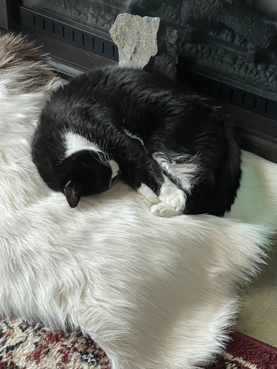 CatvideosJTB's tweet photo. #CatsOfX
#MeowMonday
#Purrfection
#CatLoversUnite
#FelineFriends
#WhiskerGoals
#TuxedoCats
#BlackAndWhiteCats
#CatsofClapper
#PurrMachine
#FurryCompanions
#CatsOfTheDay
#FelineFeatures
#KittyAdventures
#CatInfluencer
#PetContent
#FluffyCats
#CatObsessed
#XForCats
#SoxAndOreo https://t.co/yFSVxX4GXF