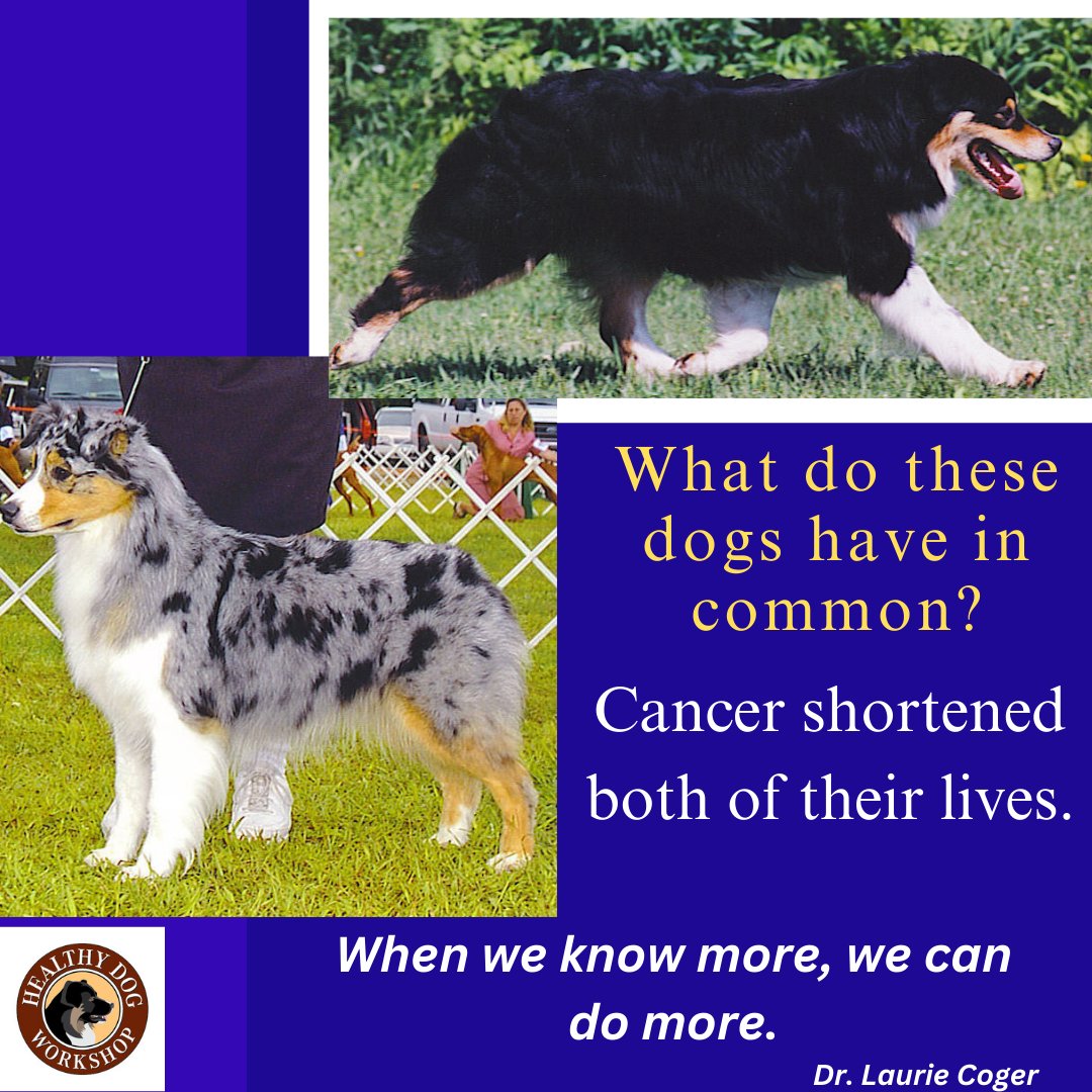 Canine cancer rates are skyrocketing. Learn how you can know more and do more to protect your dog's health. tinyurl.com/29d6kzaw
