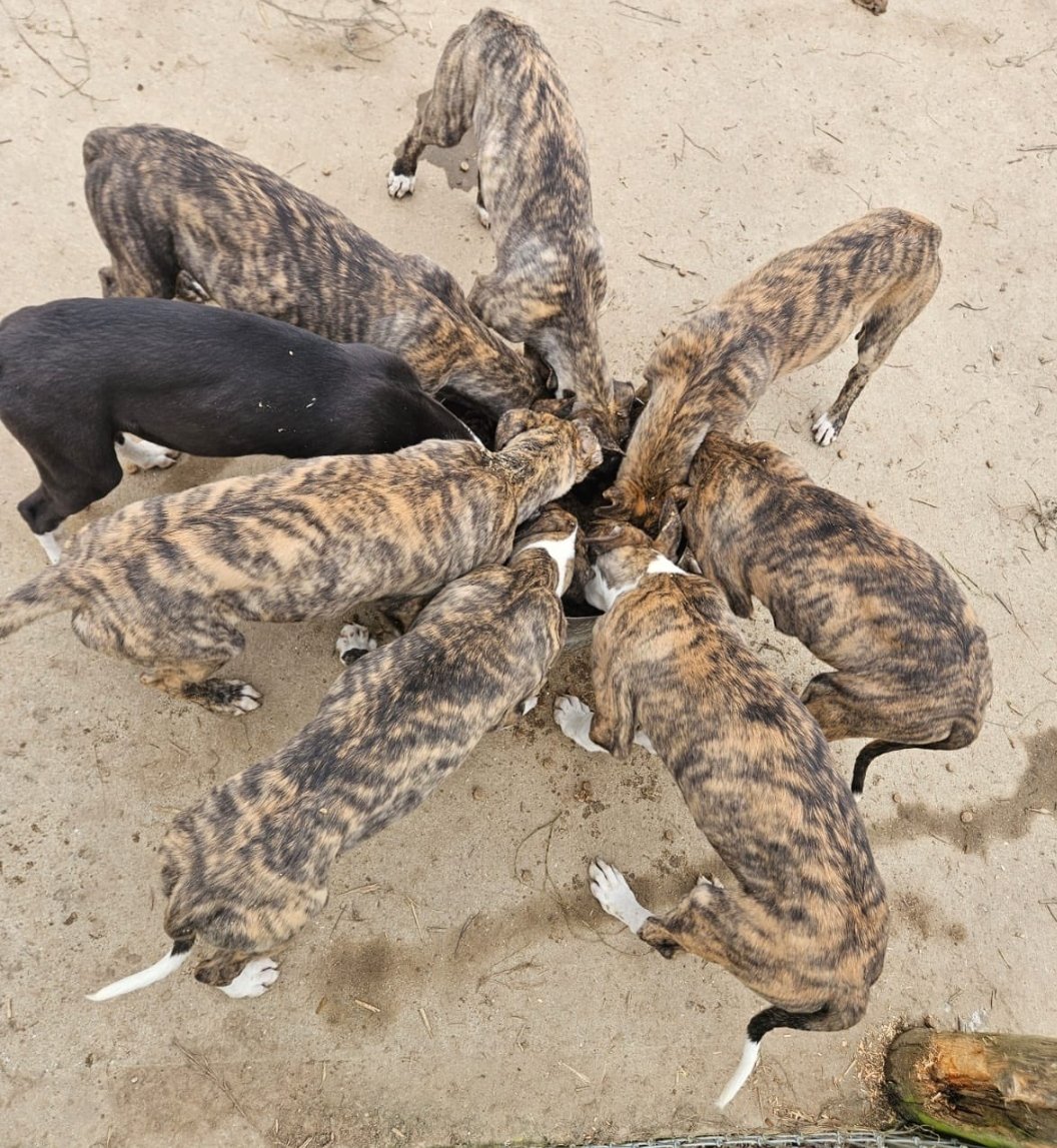 Kilgarran greyhounds (@kilgarrangreys) on Twitter photo 