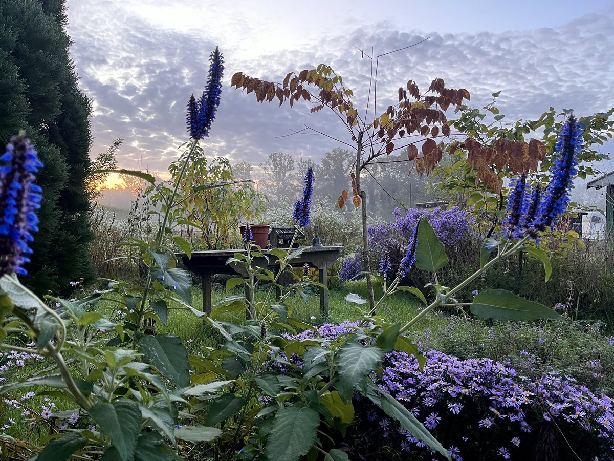 _t_m's tweet photo. Salvia congestiflora in Blüte

#Salviacongestiflora #Privatgarten https://t.co/BcAVtr8RE6