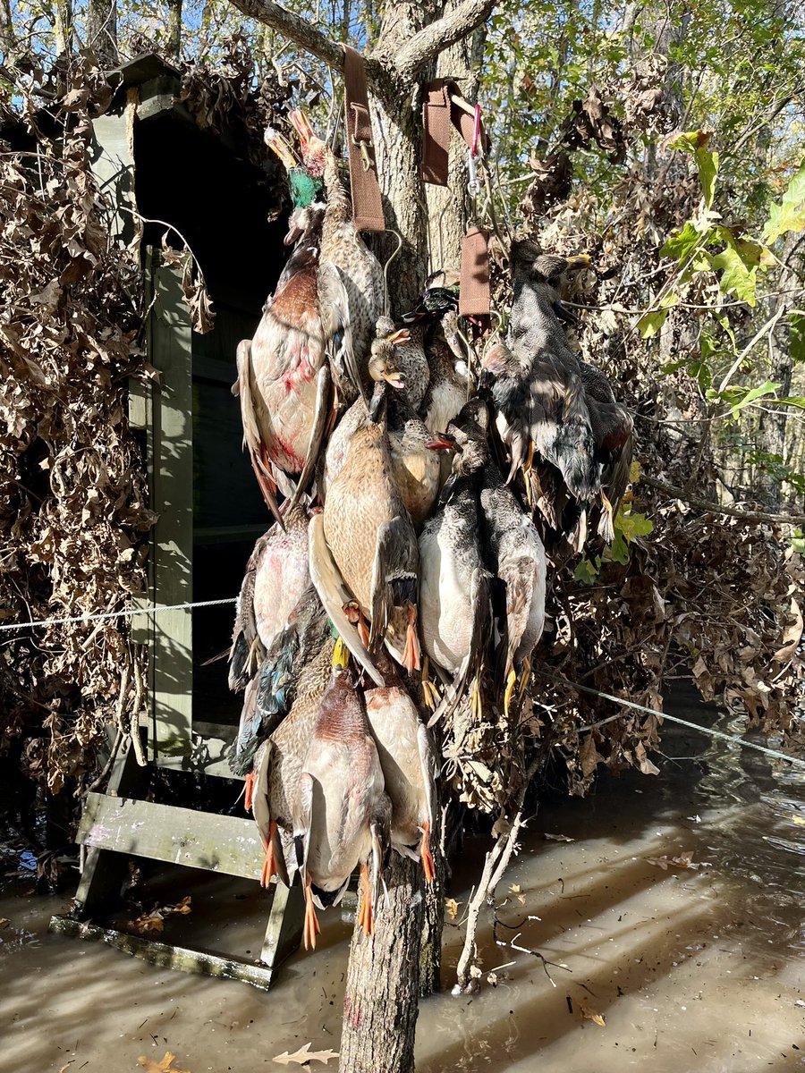 MayorJohnHolden's tweet photo. Day 2 of duck season in Arkansas, pretty good little shoot! #slickshuntinglodge
#stuttgarthuntingclub #timberhunting https://t.co/6Nuixjq2o3