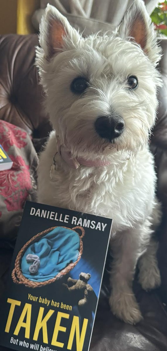 Seems Issie is as excited as I am about #Taken being published tomorrow! 😃 <a href="/BoldwoodBooks/">Boldwood Books</a> <a href="/aforauthors/">A for Authors Agency Ltd</a>