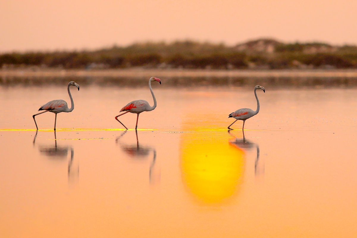 AfrikyaTN's tweet photo. #Flamingos, too, gather and chill and run across the backcountry: #Tunisia's Korba's #lagoon under a sinking sun.. Portrayed by photo reporter @YassineGaidi https://t.co/SaDo8OX8wh