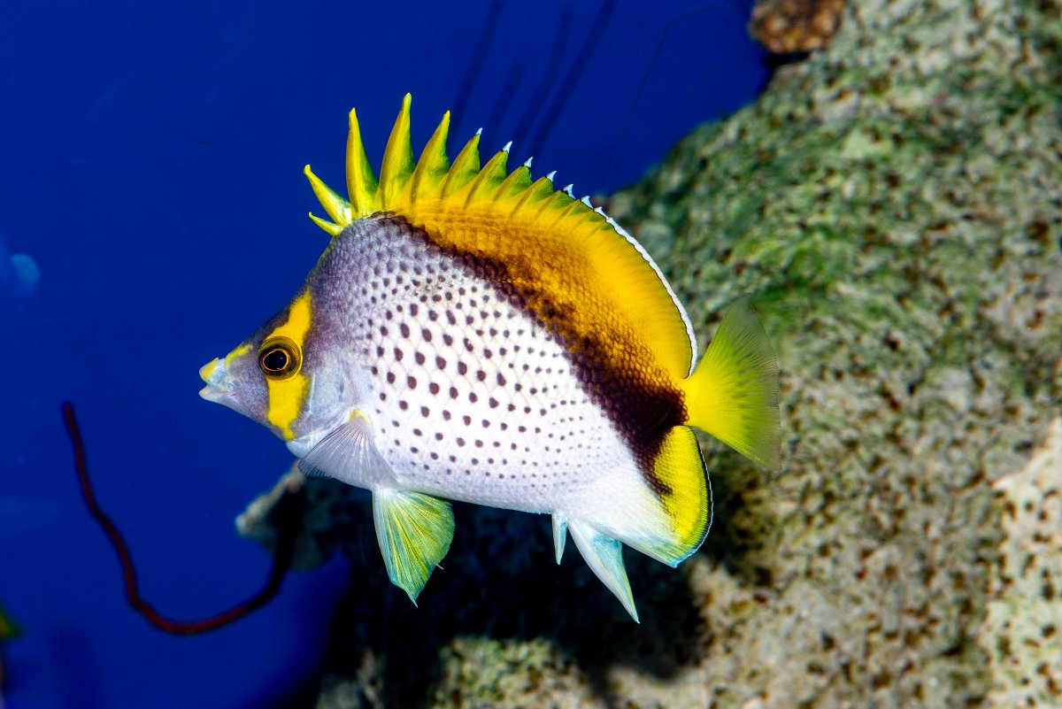 Here is another beautiful fish that you will see in the <a href="/calacademy/">California Academy of Sciences</a> Twilight Zone exhibit, the Marquesas Butterflyfish (Chaetodon declivis). This species has very close relatives elsewhere in the Pacific, including the Hawaiian Chaetodon tinkeri, which is also in our exhibit.