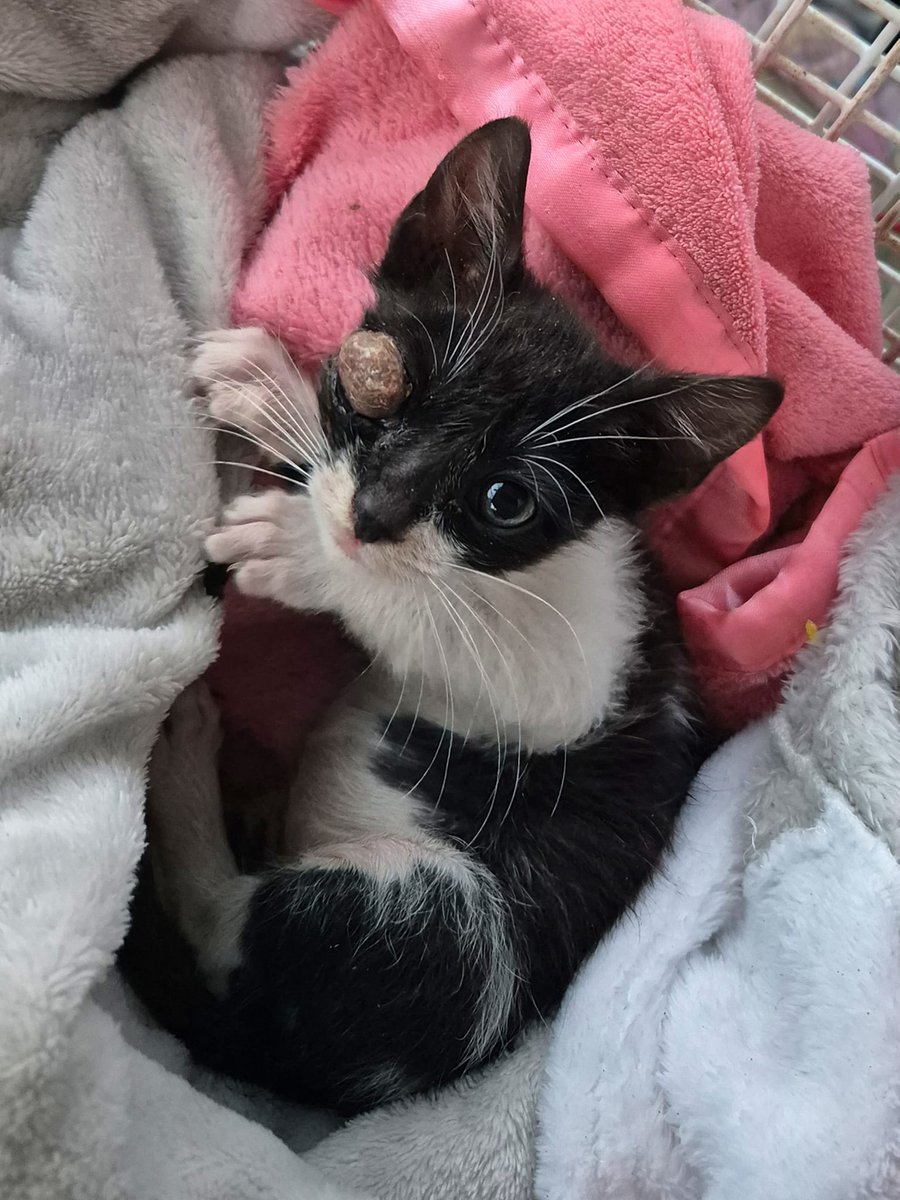 Chachi's Haven tweet media