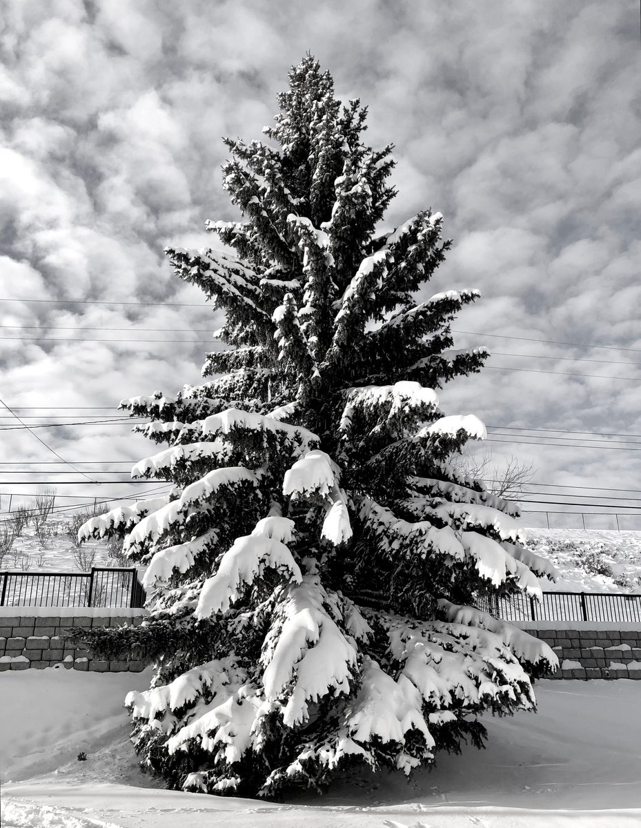 BlairCosgrove's tweet photo. This tree is near my condo's back door. I marvel at it every day, and water it a few times each summer. It's always spectacular but on days like today as it holds 100s of lbs of snow...magical. #yyctrees https://t.co/zLiBFdFa8E