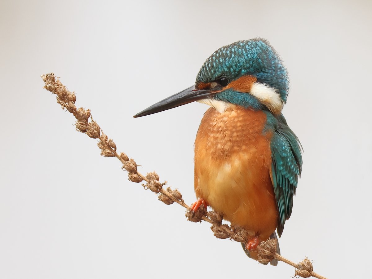 Mike_I_Jerome's tweet photo. Kingfisher today at @RSPBPulborough https://t.co/FBTuc7uJ87
