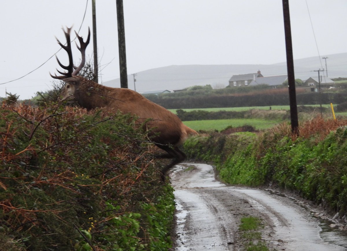 The beast of PG doesn’t think much of Cornish hedges!
