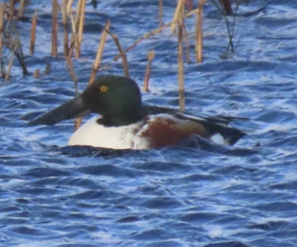 BarneyBirder's tweet photo. Interesting day in Ballinskelligs today- purple sandpiper— shoveler duck —teal and large flock of redwing    around Reenroe beach and the bog road 👍 https://t.co/sTb1jZbH0a