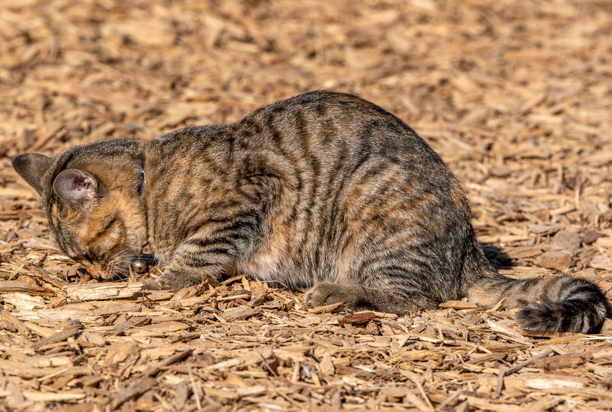 Robert Yates tweet media
