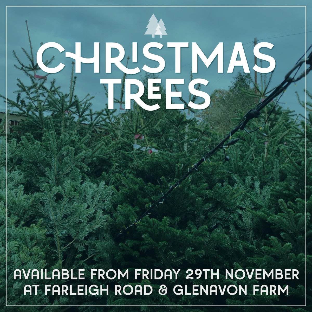 It's our favourite time of year! 🎅✨Make the most of our wide selection of Christmas Trees from Friday 29th November at both Flourish sites🎄

#ChristmasTrees #FestiveDecor #ChristmasSpirit #SeasonalDecor #Christmas