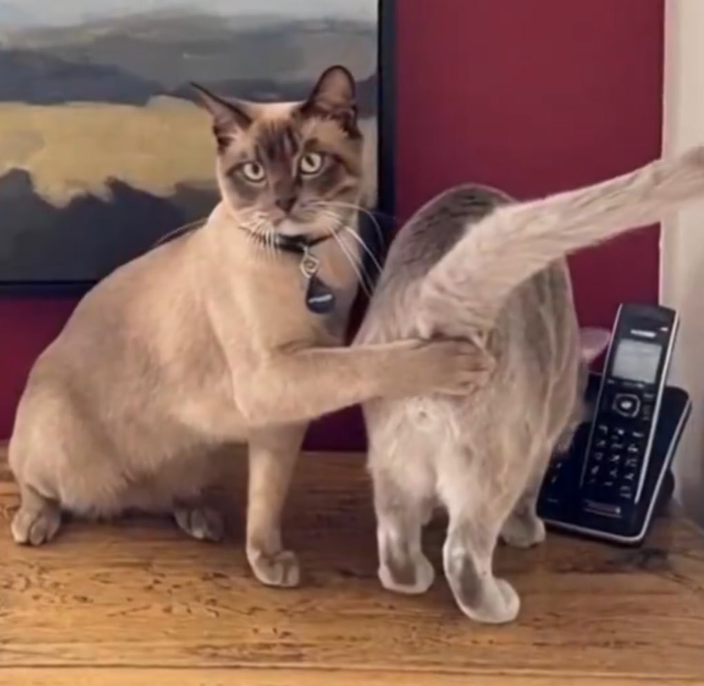 Stephen....🐧💜 tweet media