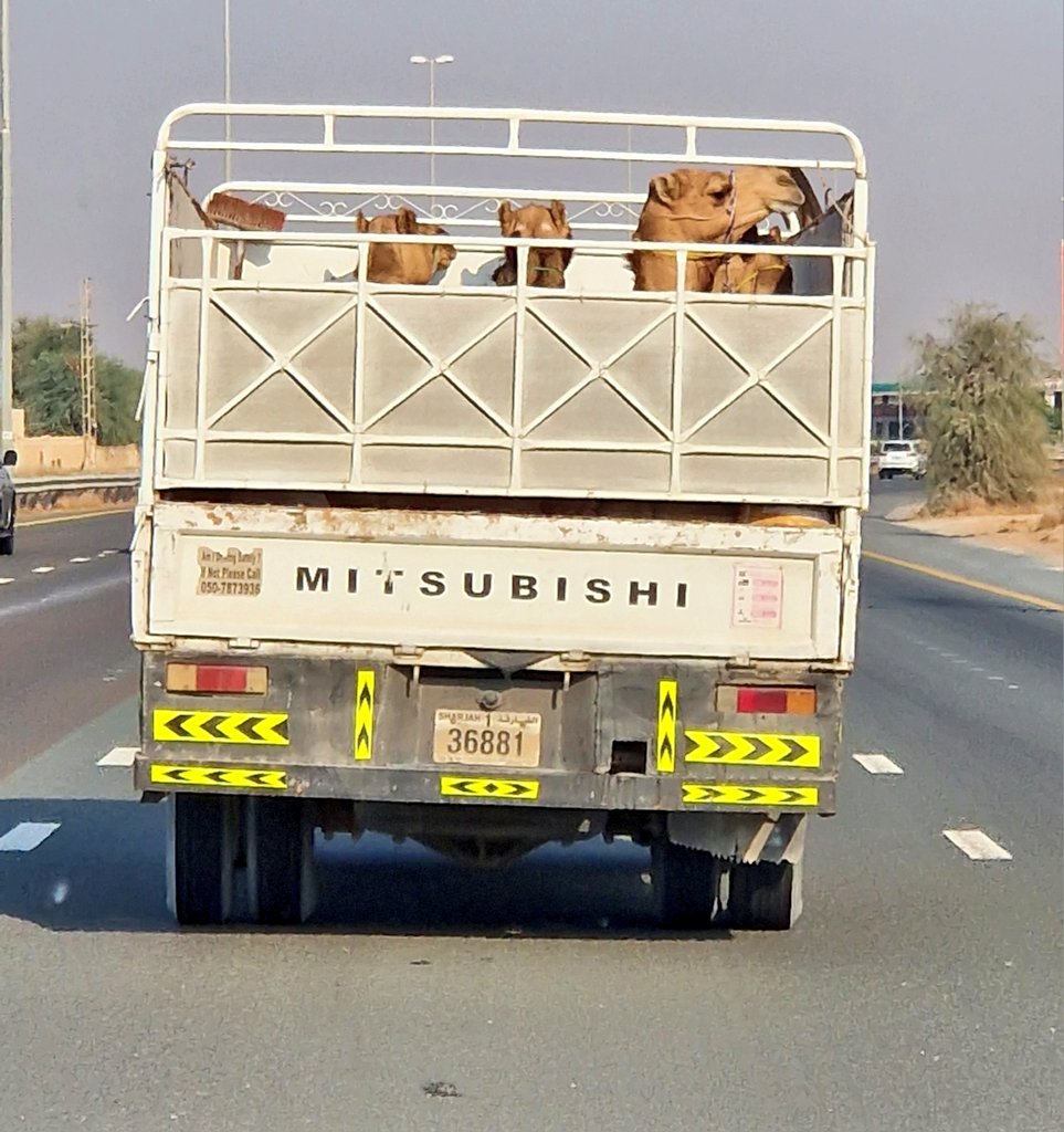 Paikallinen eläinkuljetus. Kamelit kyydissä 🐪
