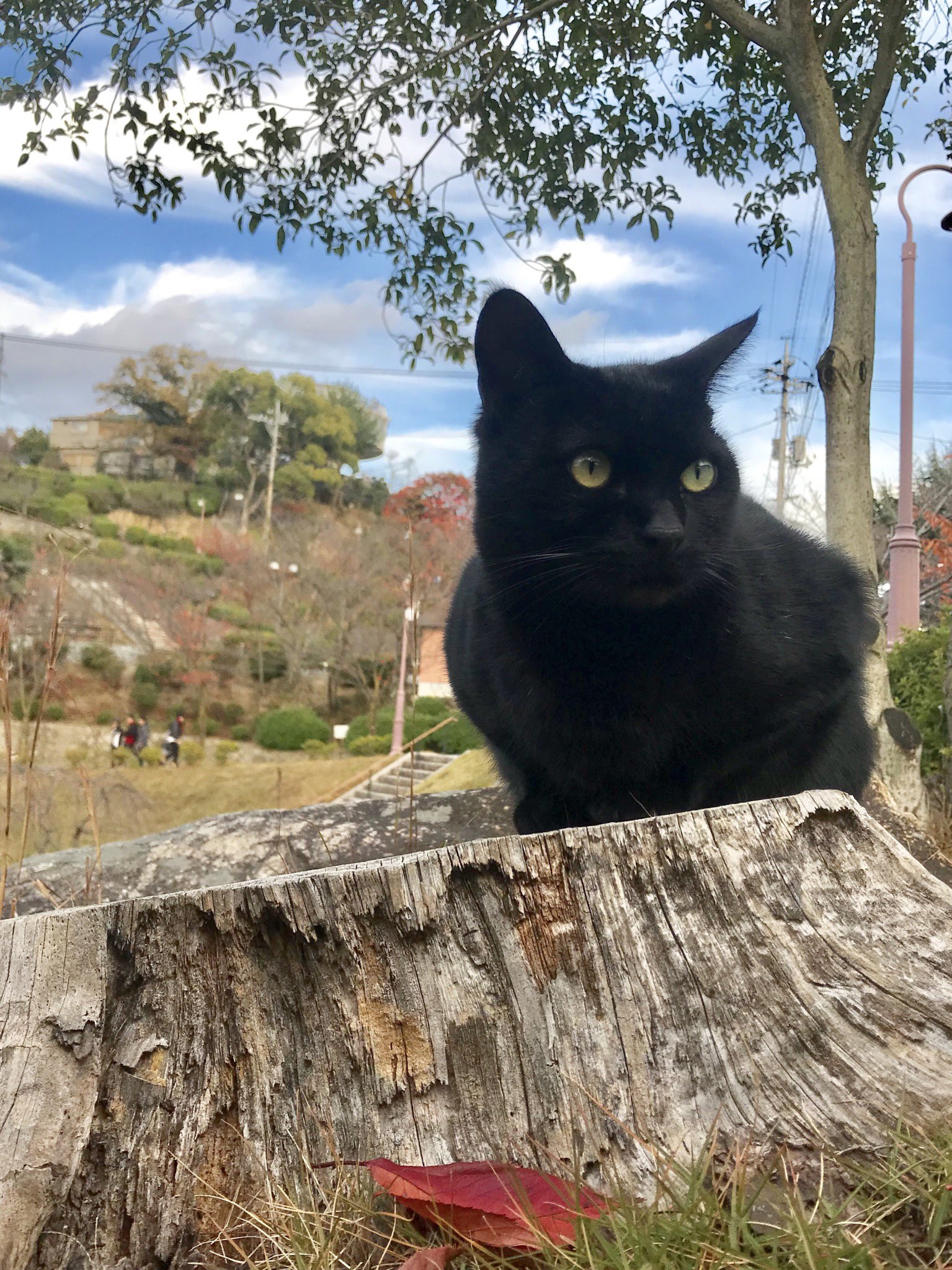 マーケットのニャ術師vol1　キャットルズ　投資　黒猫アイランド 2025年最新】黒猫アイランド キャットルズの人気アイテム - メルカリ