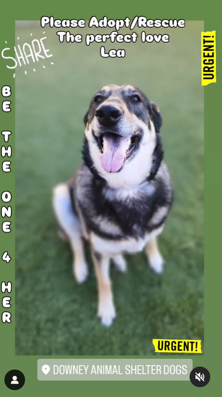 mapleveewesem's tweet photo. 🆘💔🆘LEA, our gorgeous & sweet XL shepherd girl still needs a #SoCal hero to save her from the Downey #California ACC euth list. Reply here if you can #FOSER 4 Rescue. Email the shelter if you can visit her tomorrow🙏 info⬇️ #A5657766 https://t.co/OKIqHzJdo7