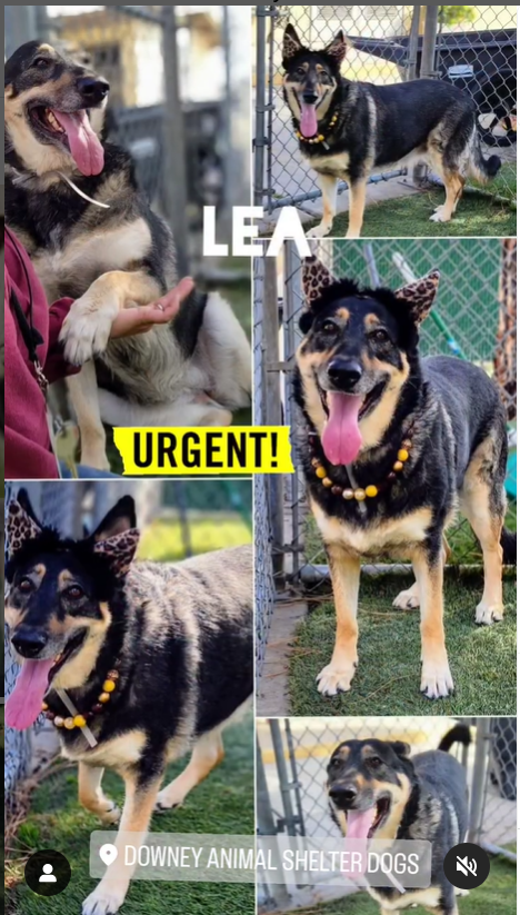 mapleveewesem's tweet photo. 🆘💔🆘LEA, our gorgeous & sweet XL shepherd girl still needs a #SoCal hero to save her from the Downey #California ACC euth list. Reply here if you can #FOSER 4 Rescue. Email the shelter if you can visit her tomorrow🙏 info⬇️ #A5657766 https://t.co/OKIqHzJdo7