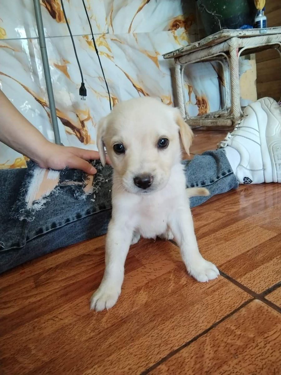 Hermosos hermanitos en adopción responsable 🏡 🐾 💜 💕 
Tienen casi 2 meses, están desparasitados interna y externamente.
Para adopción hablar al WhatsApp +56953554748 o al +56933210975 solo mensaje.
Serán tamaño medianos a grandes.
Se encuentran en cerro navia, stgo.