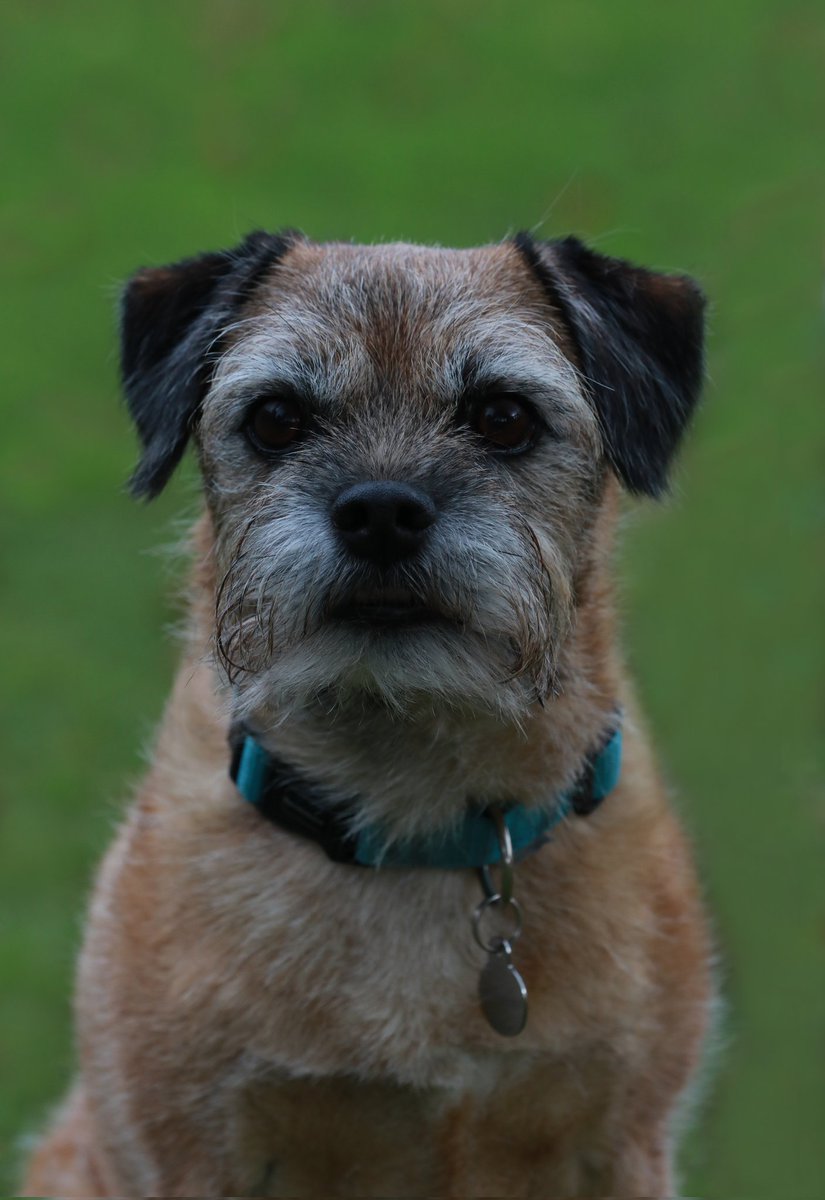 Lord Wicket 🐾🏴󠁧󠁢󠁳󠁣󠁴󠁿 feat. Lady Bogle 🐾🥰 tweet media
