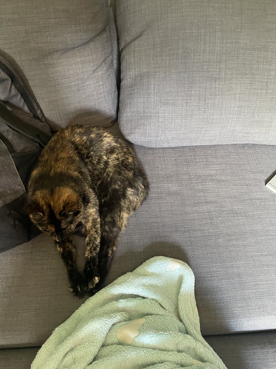 VeDgorF's tweet photo. @eliooenver rate this cat https://t.co/xNlH3J5wDb
