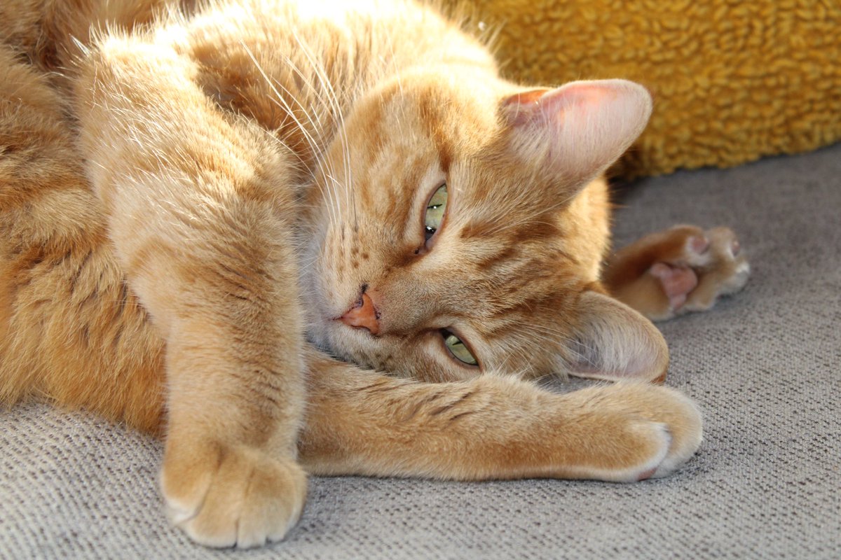 hav u ever seen a cuter Pretzel 🥨