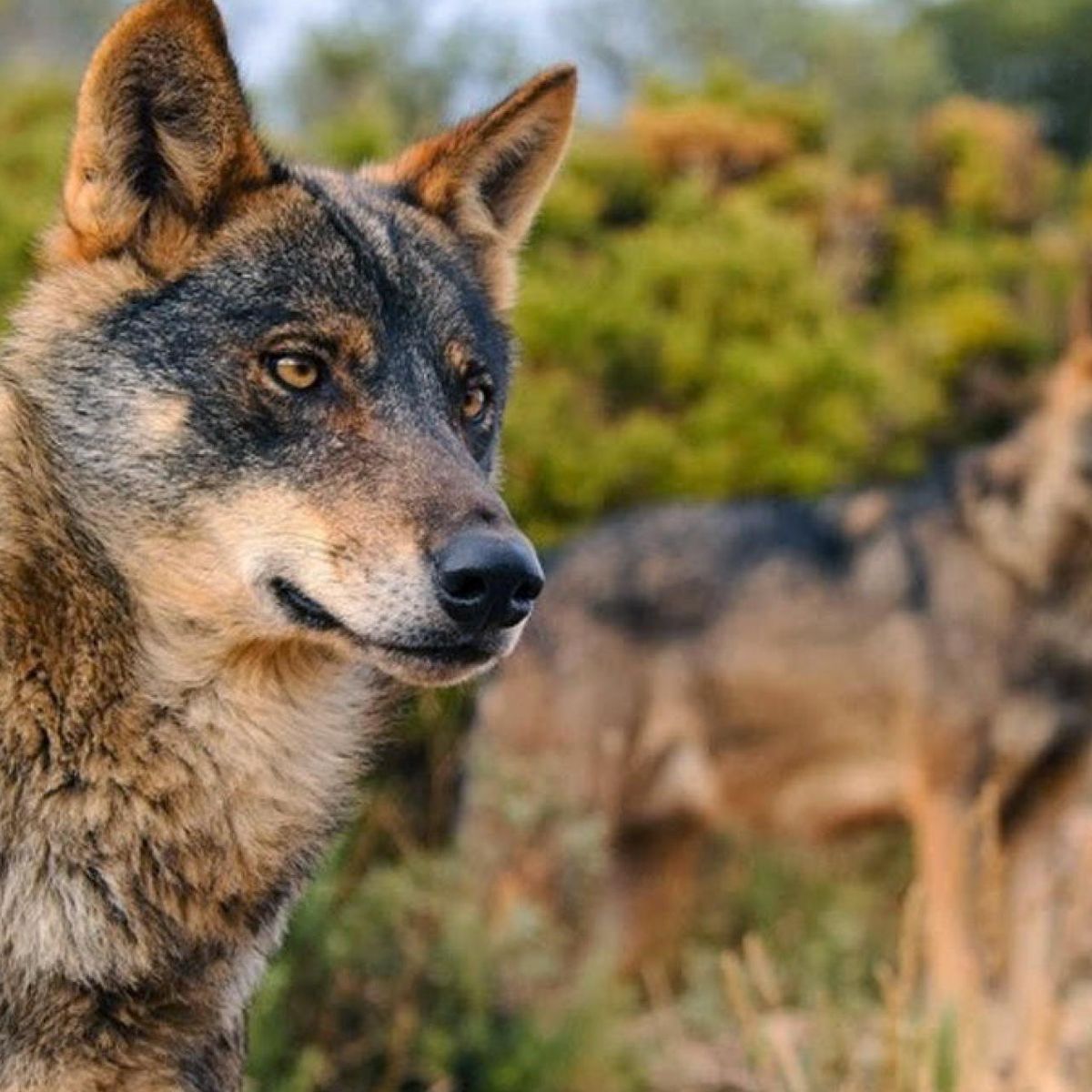Marcoslrua's tweet photo. El lobo es un bien común, Patrimonio Natural y Cultural como los espacios naturales protegidos o las catedrales. Es una especie clave en los ecosistemas y crucial para mantener un medio ambiente saludable. Una joya de la naturaleza que debe quedar fuera de toda lucha partidista. https://t.co/NPIci1nG6J