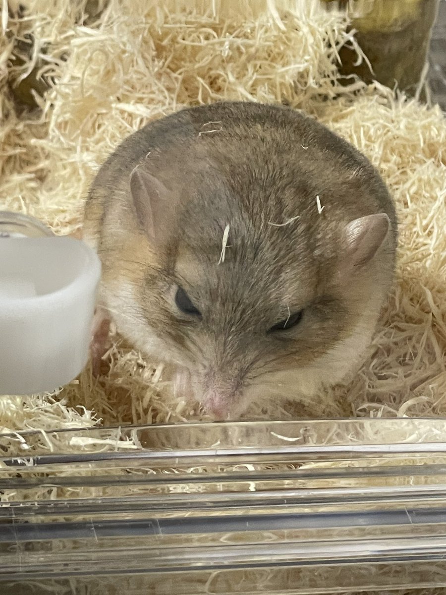 maca_maru_roni's tweet photo. きなこもち
#マカロニマウス 
 #ファットテールジャービル
 #オブトアレチネズミ
 #fattailgerbil
 #エキゾチックアニマル https://t.co/etae0hK16f