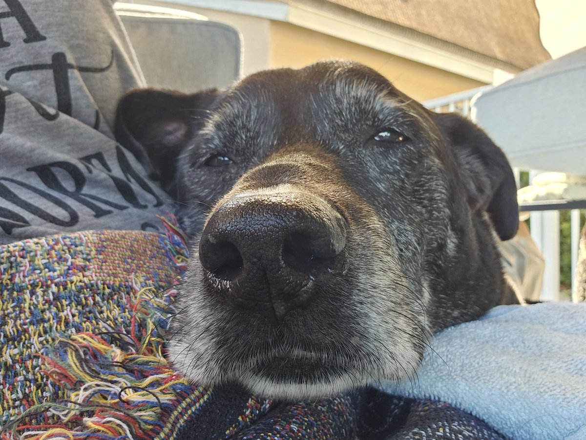 Vixen1267's tweet photo. “Dogs do speak, but only to those who know how to listen.”– Orhan Pamuk
#Sundaysnoozles #boops #liveinthemoment #islandtimetikibarandnaturepreserve #lrrofl_sfl #who_rescued_who #blackLabSquad #my❤ #bepresent #WonderMutt #blackdogrunsmyworld https://t.co/FK0zoUW7S2