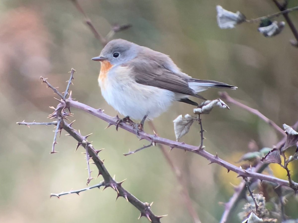 WBRC - Welsh Birds Rarities Committee tweet media