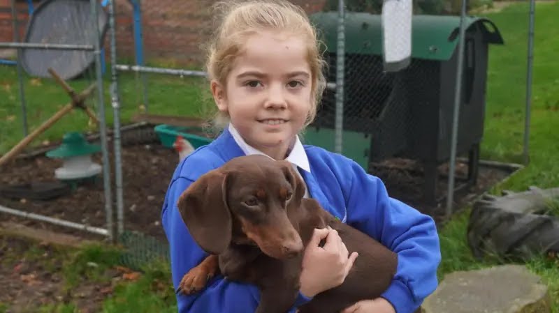 DogCastRadio's tweet photo. How refreshing for the authorities to recognise a dog's input
BBC News - Sausage dog highlighted in Suffolk school Ofsted report - BBC News
https://t.co/OtmaWoO5fv
#dachshund #sausagedog #childrenanddogs #school #ofsted #dogsaregood #dogsinschools #suffolk #DogLover #doglife https://t.co/WcJEPlJk5q