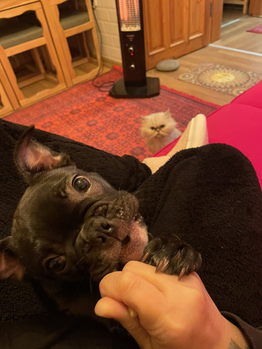 balikkilcik's tweet image. Kardeşlik😈

#nino ♥️ #marla