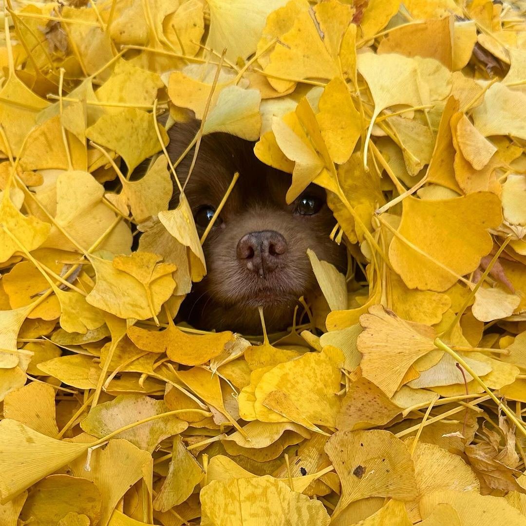 bertcoincto's tweet photo. $BERT - The only fall icon we need this season. 🍂 https://t.co/AzXZc65ljh