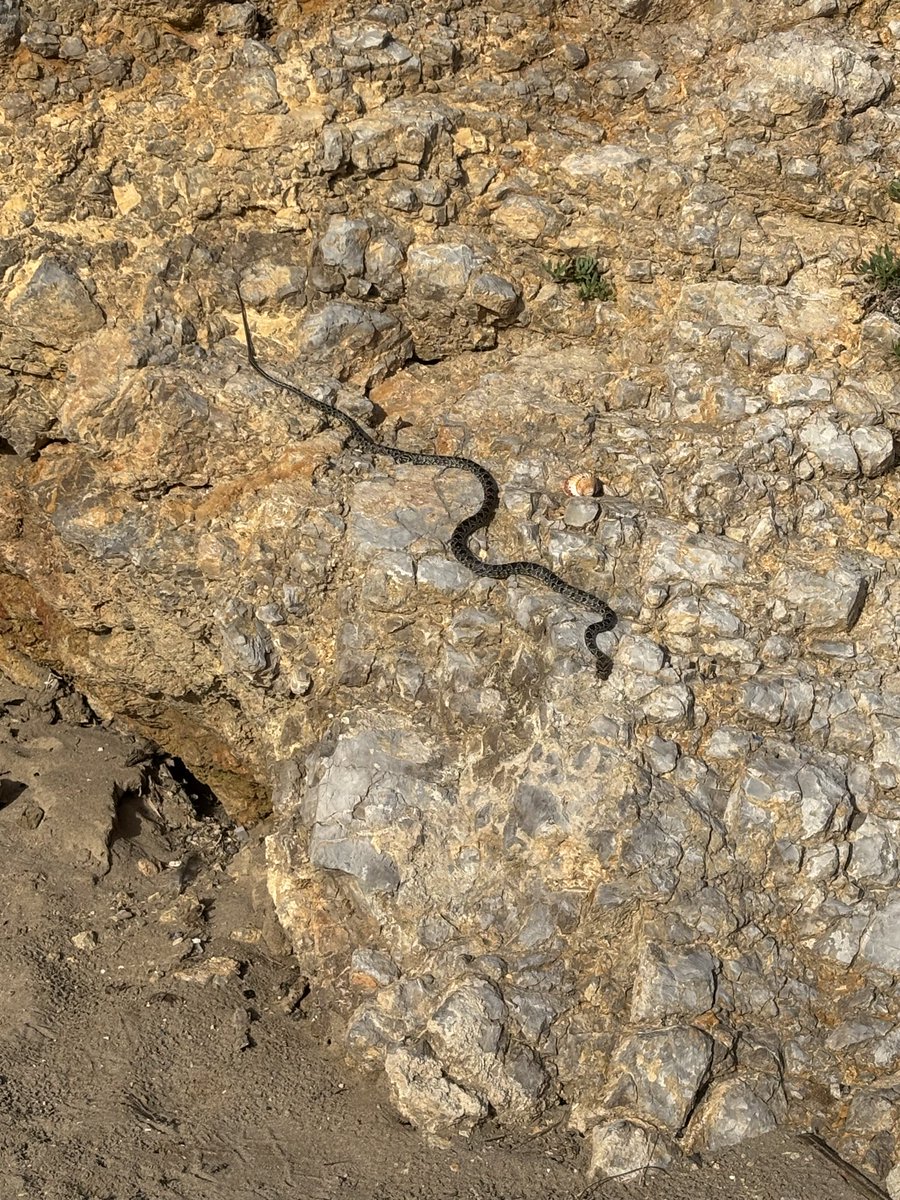 SitgesFriends's tweet photo. Avui una serp de ferradura (Hemorrhois hippocrepis) en les roques de #Balmins #Sitges 🐍 https://t.co/mltGBFF4zE