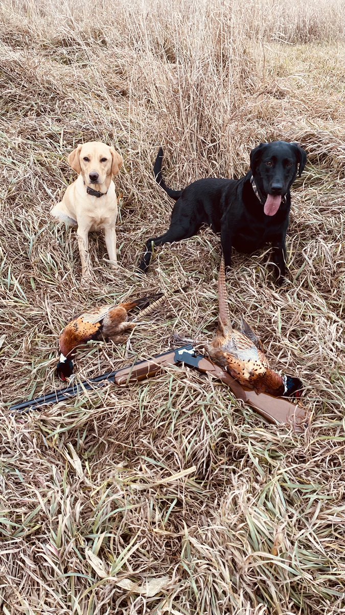Girls put some birds up today!