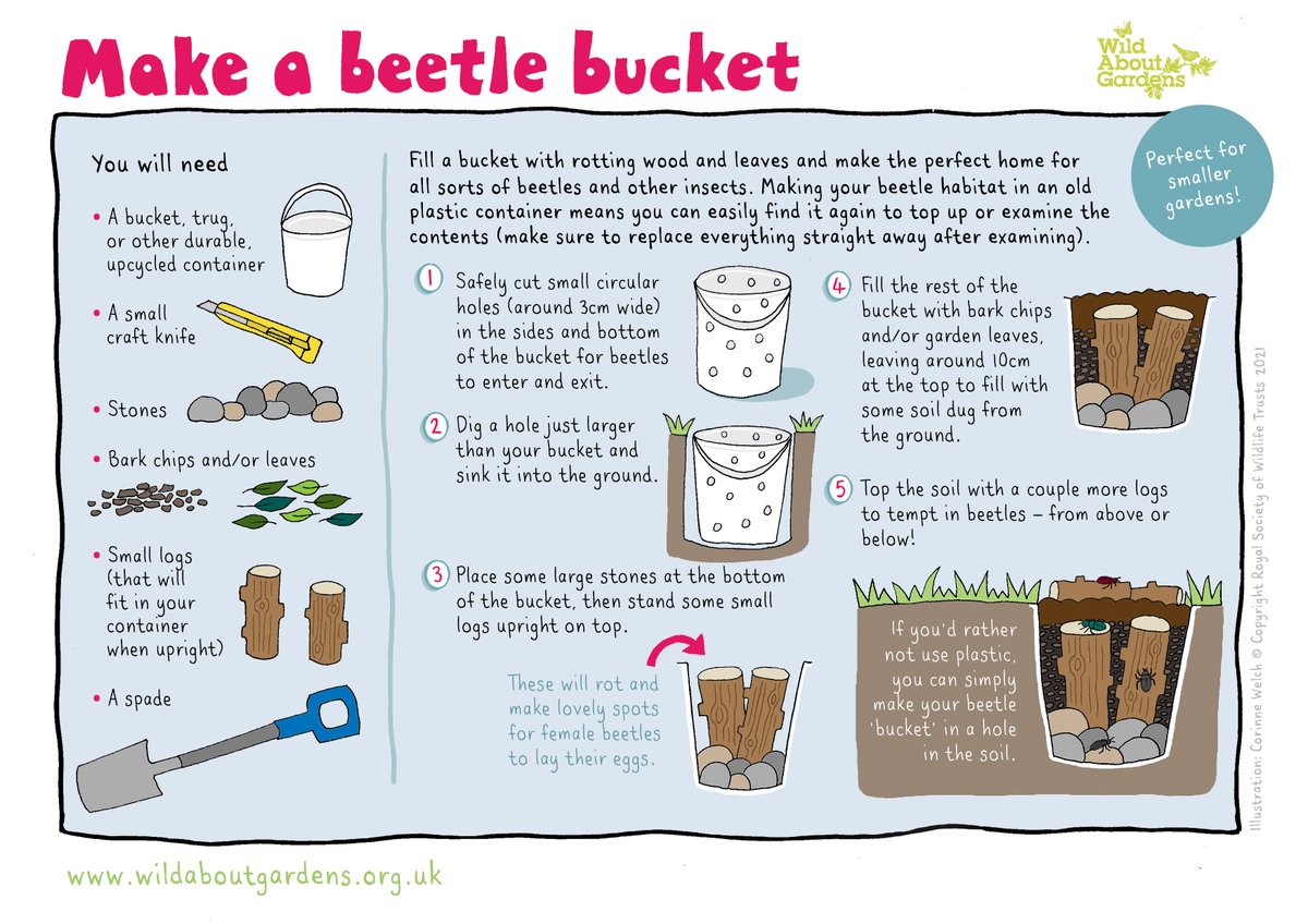 With autumn in full swing you might already have all the things you need to make a beetle bucket in your garden!

By filling a bucket (or a hole in the ground) with rotting wood and leaves you can make the perfect home for beetles and lots of other insects!