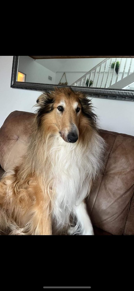 MissingPetsGB's tweet photo. MISSING!.REWARD FOR RETURN!

Teddy is missing since Halloween night in ballygall #Glasnevin. Potential sightings in Phoenix park area and bluebell but could be anywhere in #Dublin by now.

Reward for his return €500. Any information please let us know immediately. #stolendoghour https://t.co/eDPyxwHWft