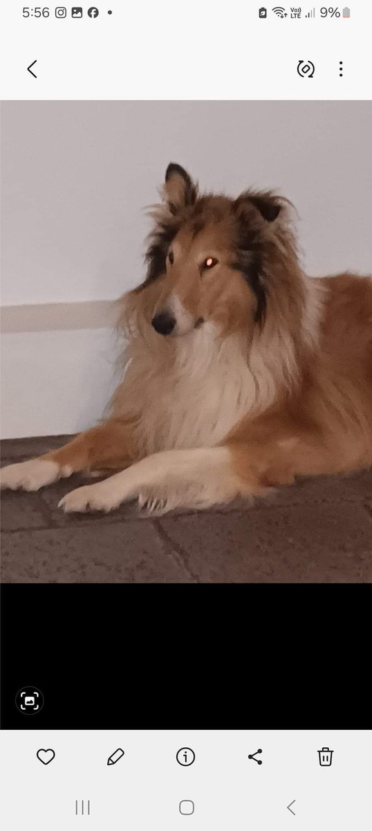 MissingPetsGB's tweet photo. MISSING!.REWARD FOR RETURN!

Teddy is missing since Halloween night in ballygall #Glasnevin. Potential sightings in Phoenix park area and bluebell but could be anywhere in #Dublin by now.

Reward for his return €500. Any information please let us know immediately. #stolendoghour https://t.co/eDPyxwHWft