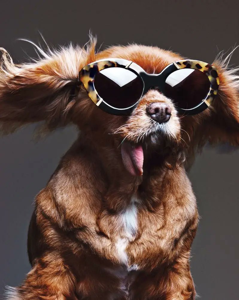 Toast_the_dog's tweet photo. Toast, whose visage helped advocate the adoption of rescue dogs – she was originally a puppy mill rescue – was first adopted by her owner, Katie Sturino, in 2011. https://t.co/TbkBE1q3Ks