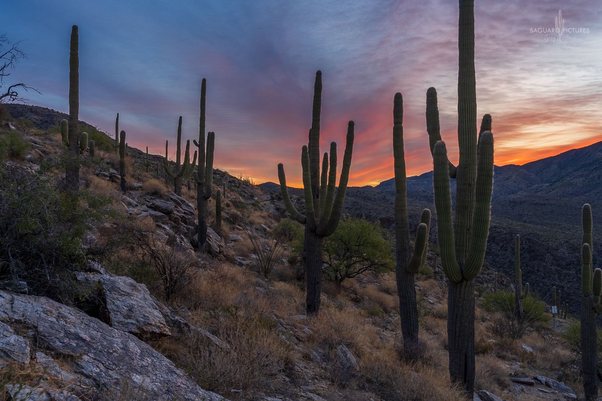 Sky was on fire in every direction this morning! #tucson #saguaropictures