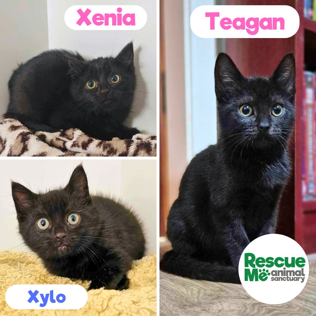 Did you know black kittens are often overlooked, simply because of their colour? 🖤 These three beauties are full of love, mischief, and endless purrs—just waiting to find their forever homes! 📞 Contact us: 07952017696 &amp; leave a voicemail ❤️ #Liverpool