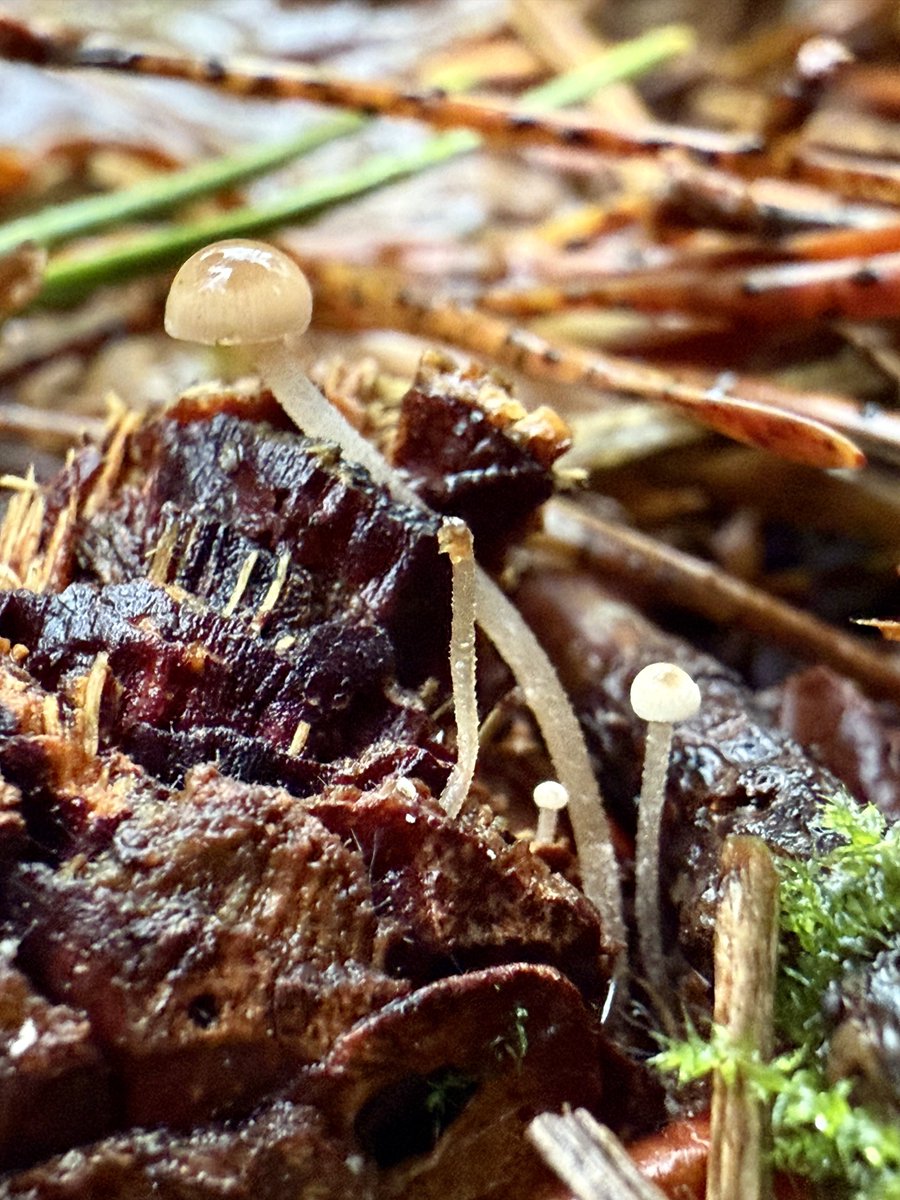 More micro mushrooms!