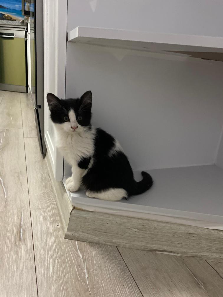 📍ÖMÜRLÜK YUVA
Bu güzel yavrumuza acil geçici-kalıcı yuva aranıyor. 2 aylık smokin cinsidir. Tuvalet eğitimi var. Aynı zamanda insanları çok seviyor çok oyuncu bir kedidir.Mama ve kum masrafları karşılanacaktır. Sahiplendirme takip şartı ile olacaktır.
 İletişim:📞 0554 192 9982