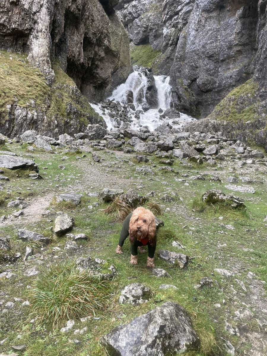 CockapooJuno's tweet image. Happy Sunday Furpals. I’ve been on my favourite walkies at Malham cove. What a day 🌟 #Sundayfeeling
