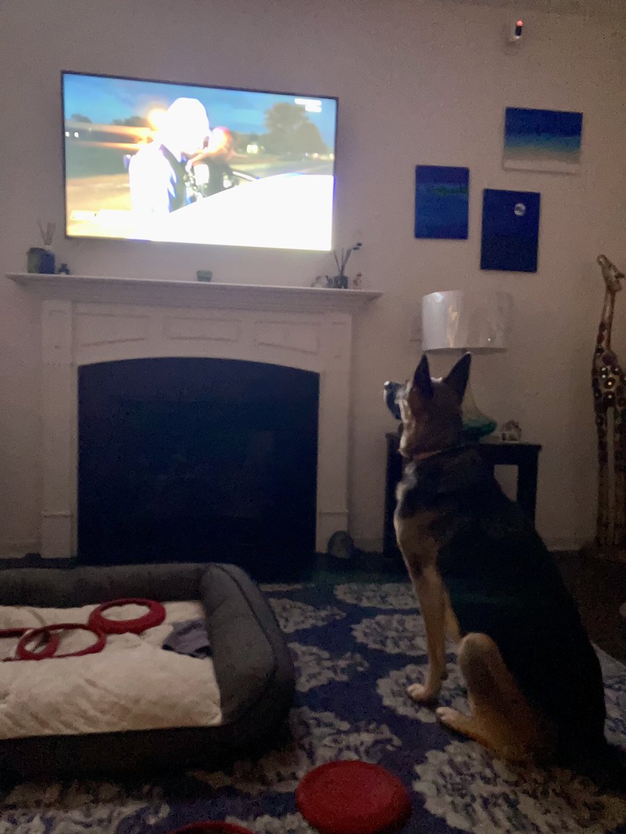 frostedtee's tweet photo. @OfficialOPLive Our dog Jesse loves watching OPLive with us.  And it was a big weekend for the K-9s so we were all thrilled!  Stay safe and Happy Thanksgiving https://t.co/06W8zi95jL