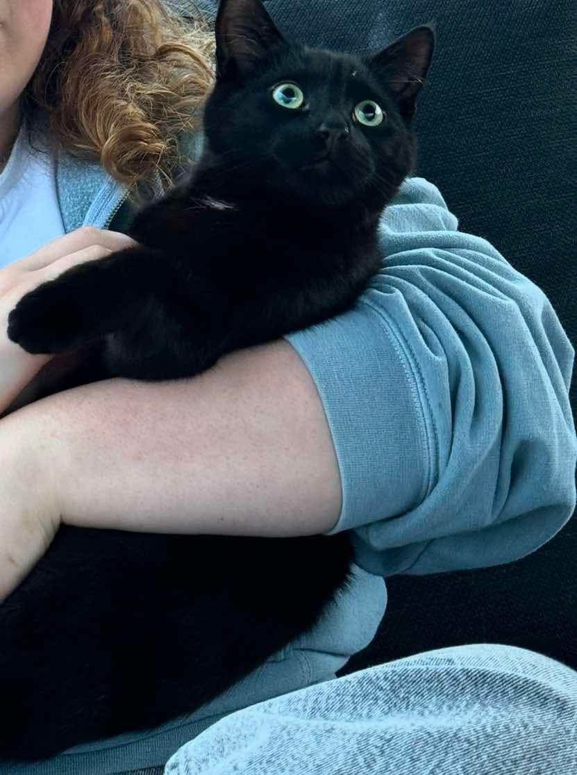 Missing Cat

Beau is a 1yr old neutered, microchipped cat and has been missing since 17/11/24. He was last seen near Lighthorne Rd where the donkeys/sheep are towards Lighthorne Rough. 

Please message or ring 01926 334849 if you have any information. 

PLEASE SHARE