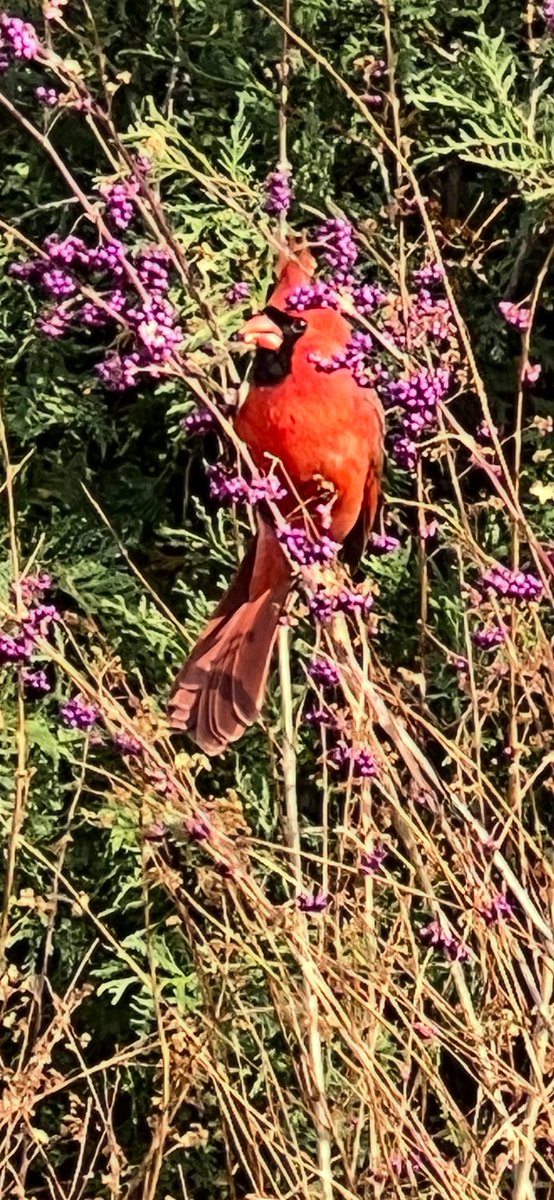 In Chicago. Thanksgiving holiday is upon us. This beauty appeared perched on a branch <a href="/chicagobotanic/">Chicago Botanic Garden</a> garden. Lucky us!