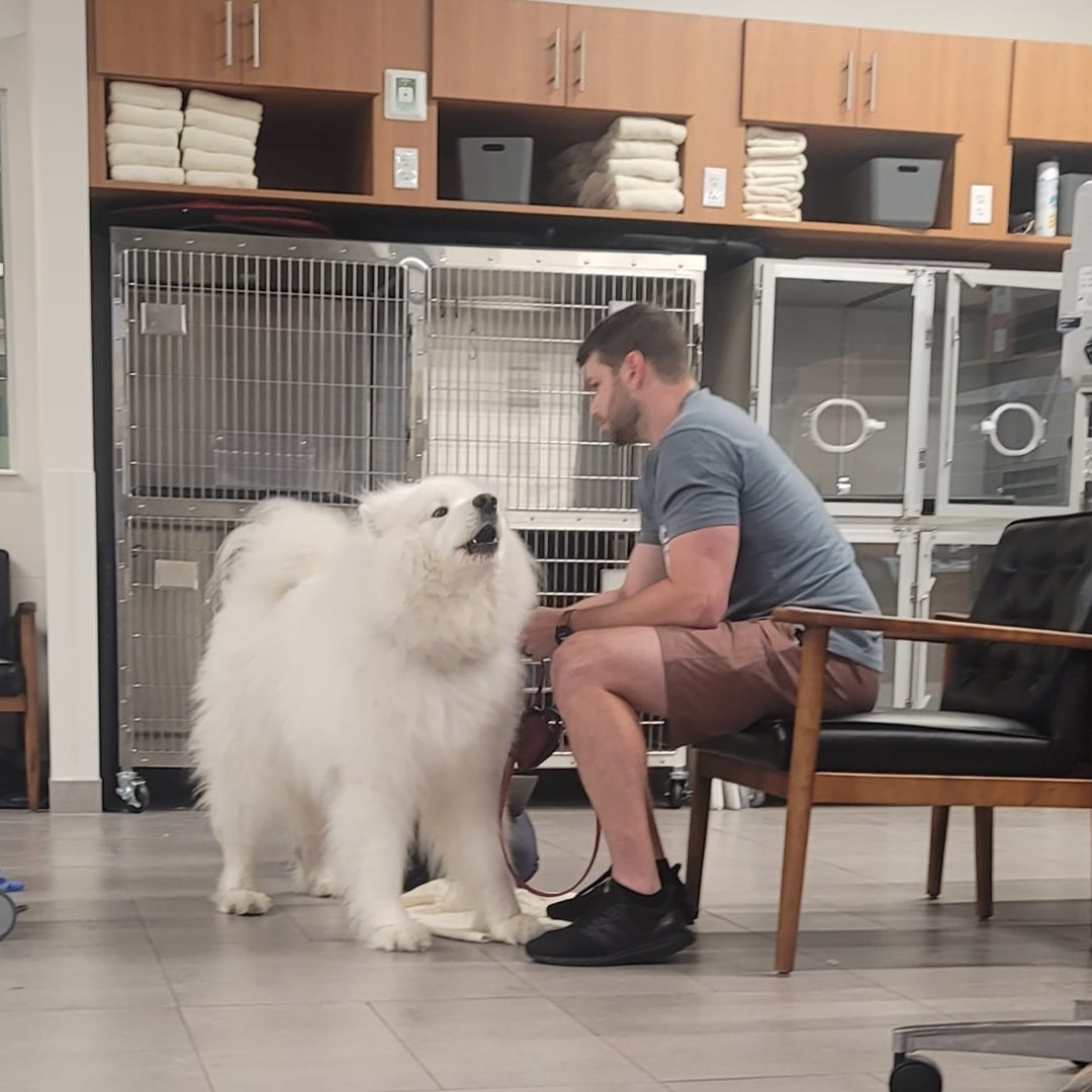 VEGERforpets's tweet image. 🧐 I spy with my little eye...

A doctor sitting on the floor where your pet is most comfortable! 🤣❤️🐾

📍VEG Seattle, WA

#vegolution #pethospital #dog #ispy